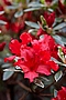 Rhododendron Hot Shot Variegata IMG_4429 Azalia